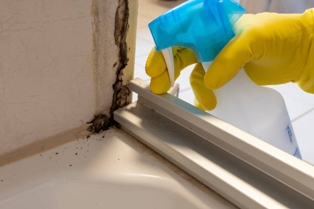 Best Black Mold Removal  in Doraville, GA