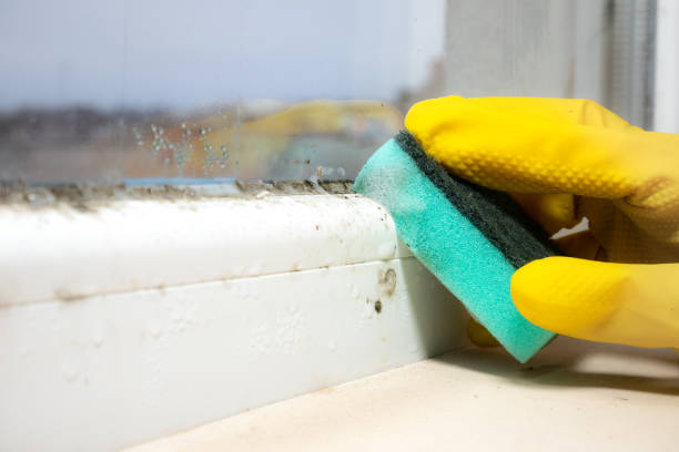 Best Black Mold Removal  in Doraville, GA